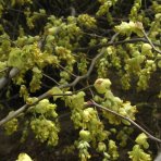 Brestovec južný (Celtis australis) - výška 380-400 cm, obvod kmeňa 14/16 cm, kont. C70L